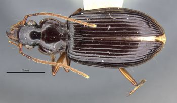 Media type: image;   Entomology 28605 Aspect: habitus dorsal view
